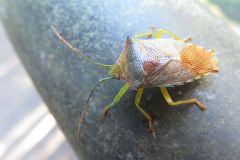 セアカツノカメムシ