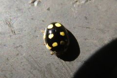 ウスキホシテントウ