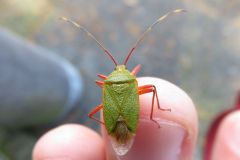 ヘラクヌギカメムシ