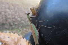 ヒメカマキリ