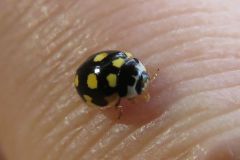 ウスキホシテントウ