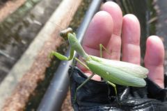 ハラビロカマキリ