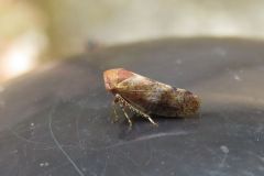 ハトムネヨコバイの一種