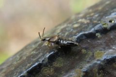 ハネカクシの一種
