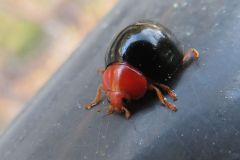 ムネアカオオクロテントウ