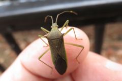 ミナミトゲヘリカメムシ