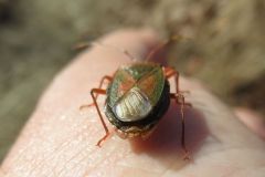 ヘラクヌギカメムシ