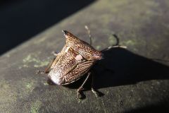 ウシカメムシ