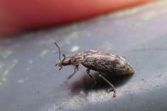 ツノブトホタルモドキ