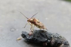 ケブカカスミカメ