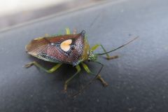 エサキモンキツノカメムシ