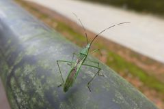 クモヘリカメムシ