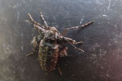 ヒロバフユエダシャク?
