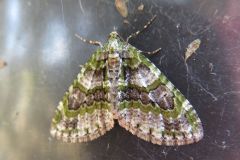 ウスベニスジナミシャク