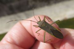 ミナミトゲヘリカメムシ