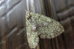 アカモンナミシャク