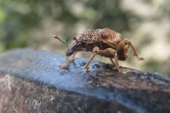 アカコブコブゾウムシ