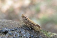 エゾナガウンカ
