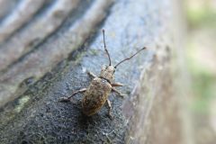 ケブカクチブトゾウムシ