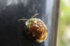 セモンジンガサハムシ
