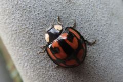 カメノコテントウ