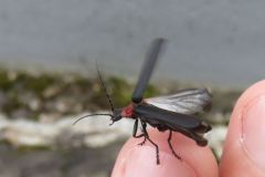 クビアカジョウカイ