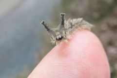 オオムラサキの幼虫