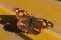 テングチョウ