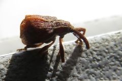 コブハナゾウムシ
