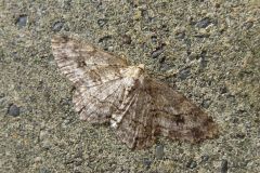 ウスジロエダシャク
