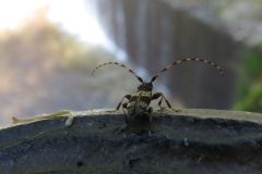 ヒトオビアラゲカミキリ