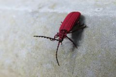 ヒシベニボタル