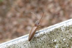キバラホソコメツキ