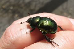 オオセンチコガネ