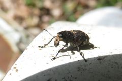 カオジロヒゲナガゾウムシ