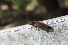 キバネホソコメツキ
