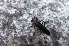 クビアカジョウカイ