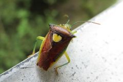 エサキモンキツノカメムシ