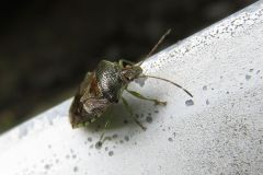 ヒメツノカメムシ