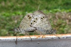 ヒメウラナミジャノメ