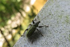 ケブカトゲアシヒゲボソゾウムシ