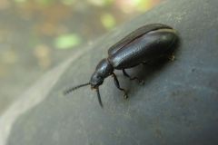ヒゲブトハムシダマシ