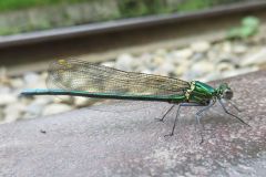 アサヒナカワトンボ