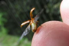 キイロナガツツハムシ