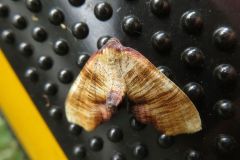 ナカキエダシャク