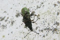 ケブカトゲアシヒゲボソゾウムシ