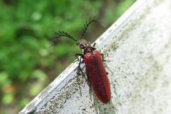 ミヤマベニコメツキ