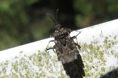 ノコギリヒラタカメムシ