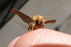 オオクワゴモドキ