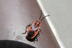 セスジナガカメムシ